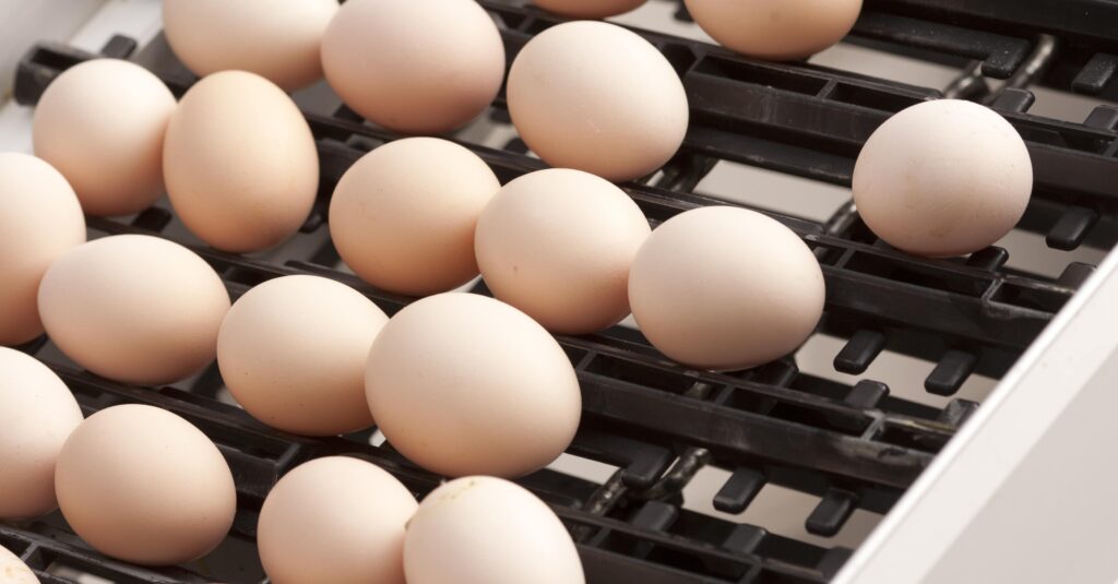 eieren kanters legpercentage