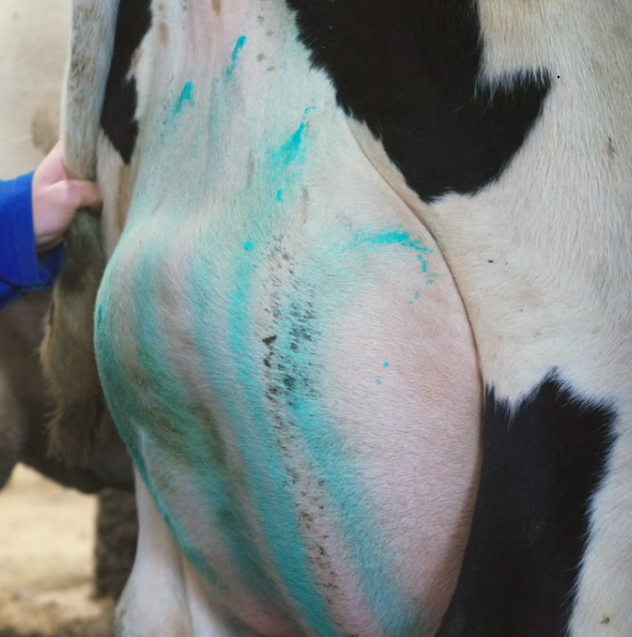 Exolium Udder Spray Hogere melkgift door uitstekende uiergezondheid