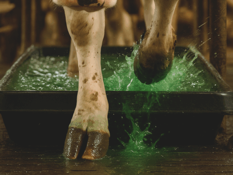 Exolium Green Hoofmix duurzame klauwverzorging voetbad koeien