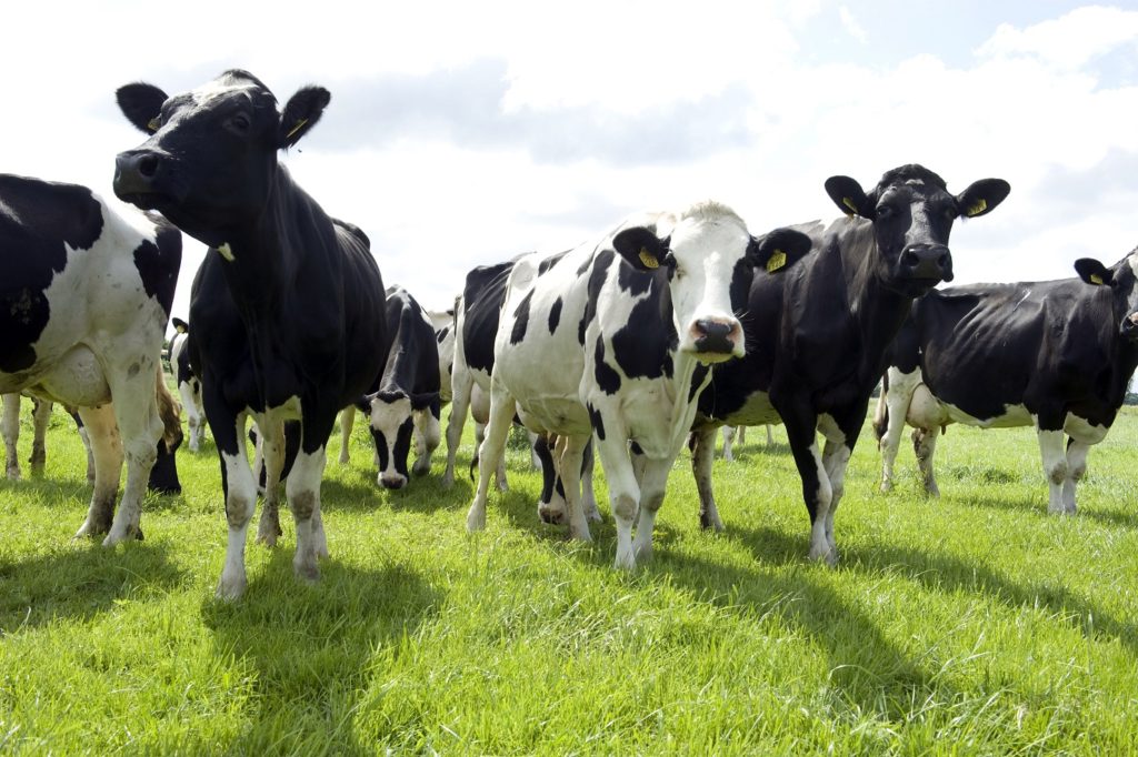 Kanters breidt activiteiten uit naar melkveesector en kalverhouderij met rundveeportfolio