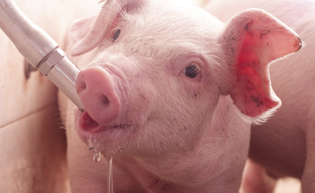Verminder antibioticagebruik en darmproblemen