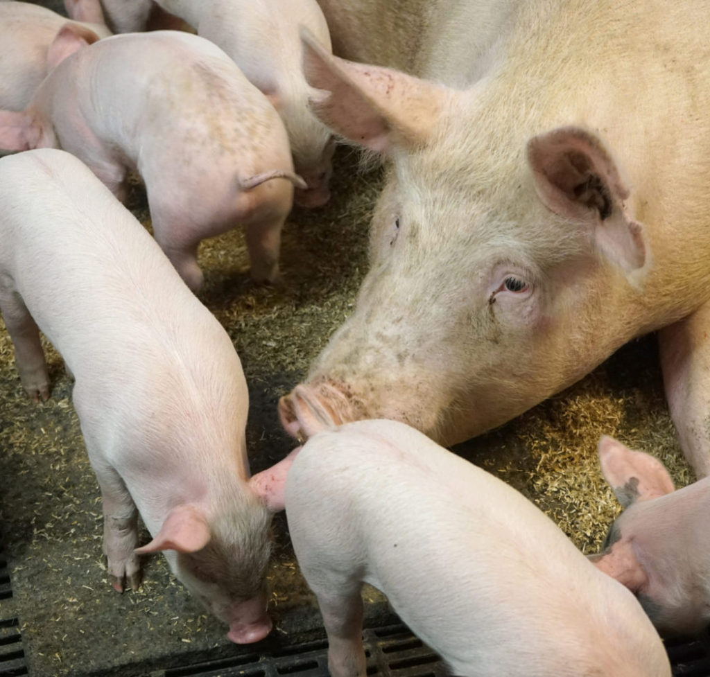 Nutriforte Pigs nutritionele ondersteuning gelten en zeugen