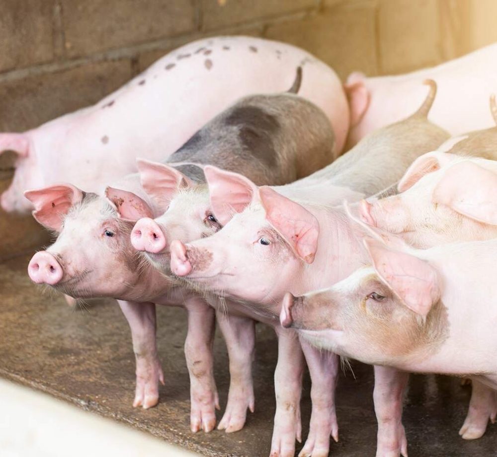 Speenprotocol helpt bij darmproblematiek en verminderen van antibioticagebruik