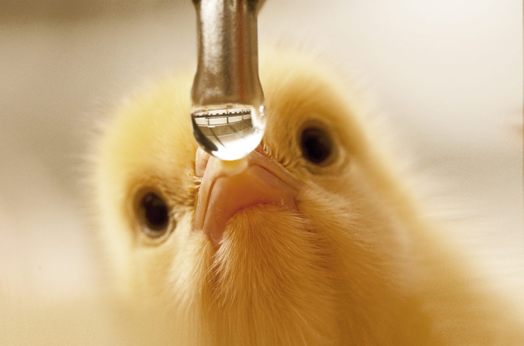 Water is het belangrijkste nutriënt voor pluimvee